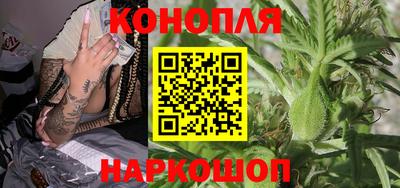гашик Кингисепп